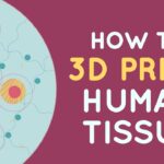 How to 3D print human tissue?